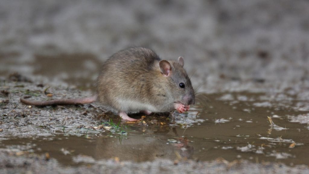 Rottien määrä voi kasvaa ilmastonmuutoksen myötä