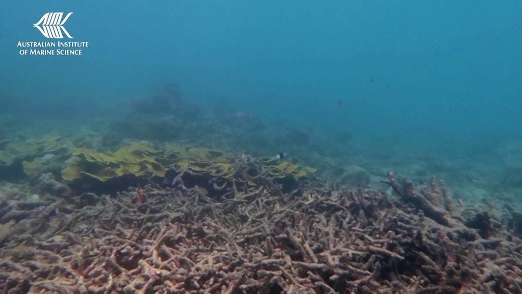 Tuore raportti: Iso valliriutta pitäisi listata uhanalaiseksi – Australia ei ole samaa mieltä