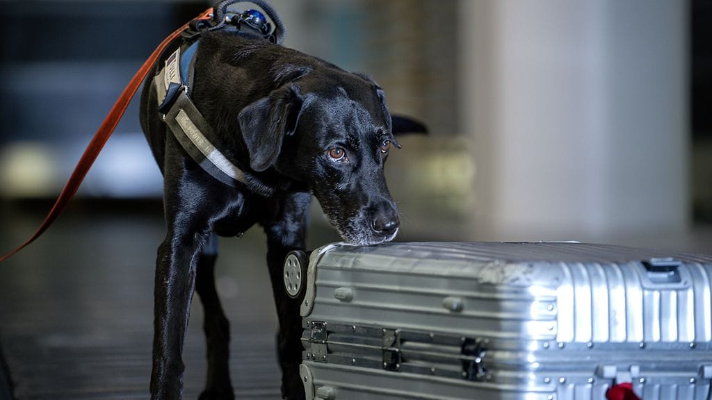 Tullin huumekoira Hessu teki tammikuussa 2022 arvokkaan löydön matkalaukuista.