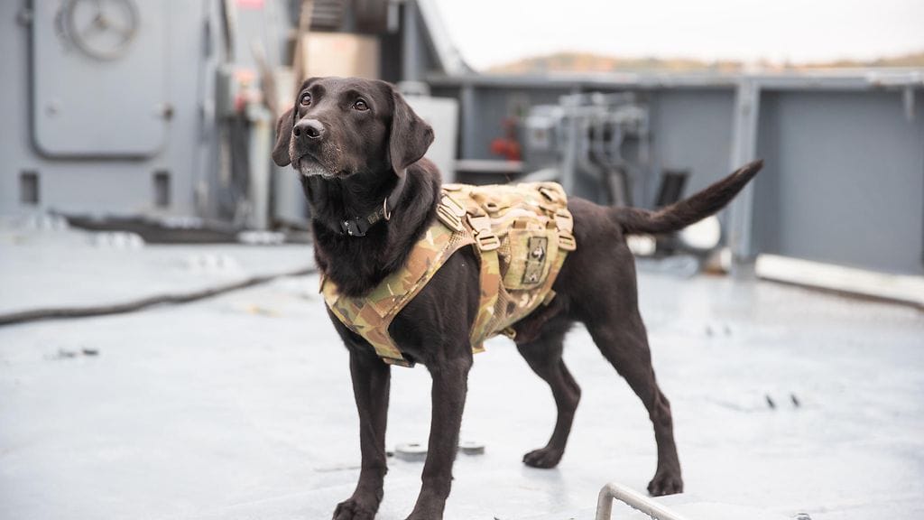 Vuoden sotakoira 2022