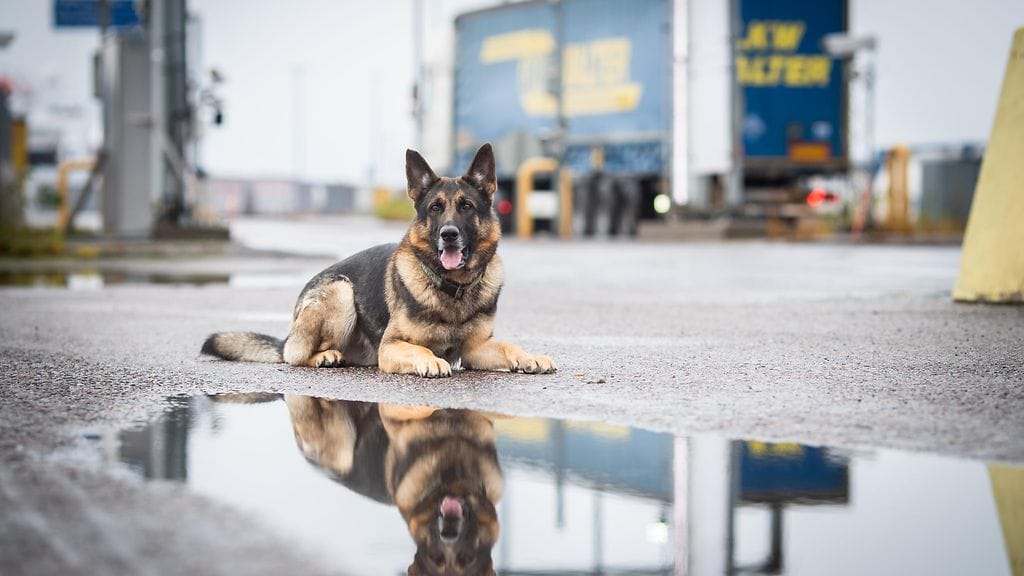 vuoden rajakoira2022