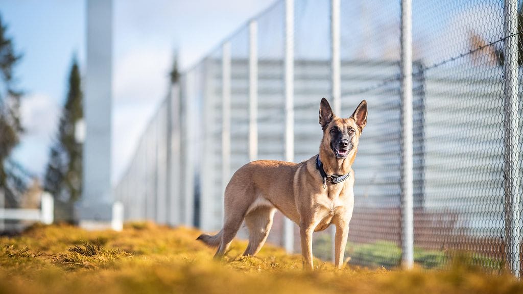 Vuoden vankilakoira 2022