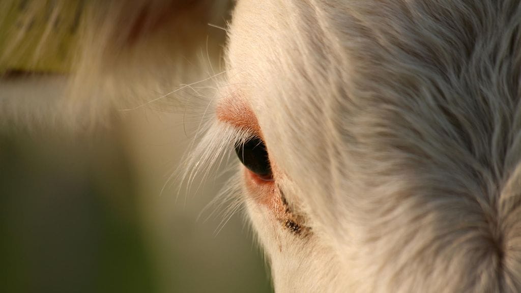 Kuvituskuva. Kuvan eläin ei liity tapaukseen.