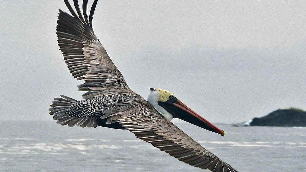 Galapagossaaret lintu