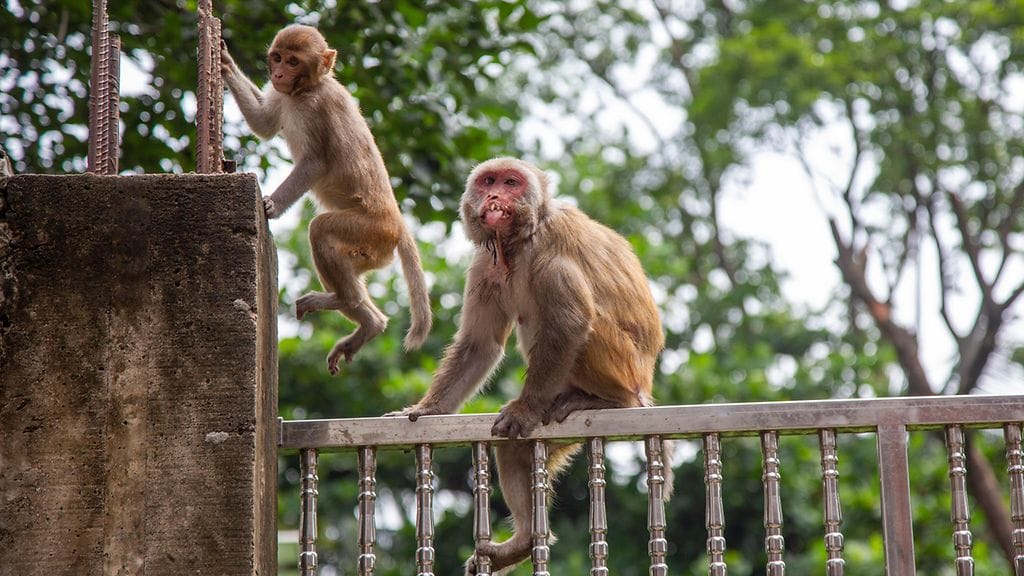 Eläinsuojelujärjestö muistuttaa, että luonnossa apinat valitsevat itse kumppaninsa. Apinoiden lähettäminen avaruuteen kyseisen tutkimuksen nimissä olisi Petan mielestä muutoinkin julmaa.