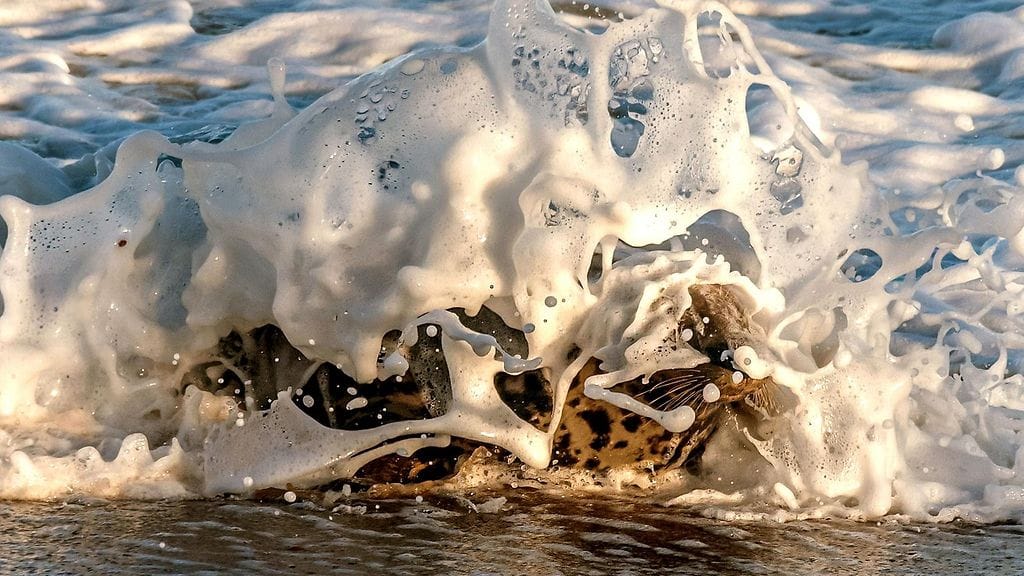 Kuvituskuva hylkeestä.