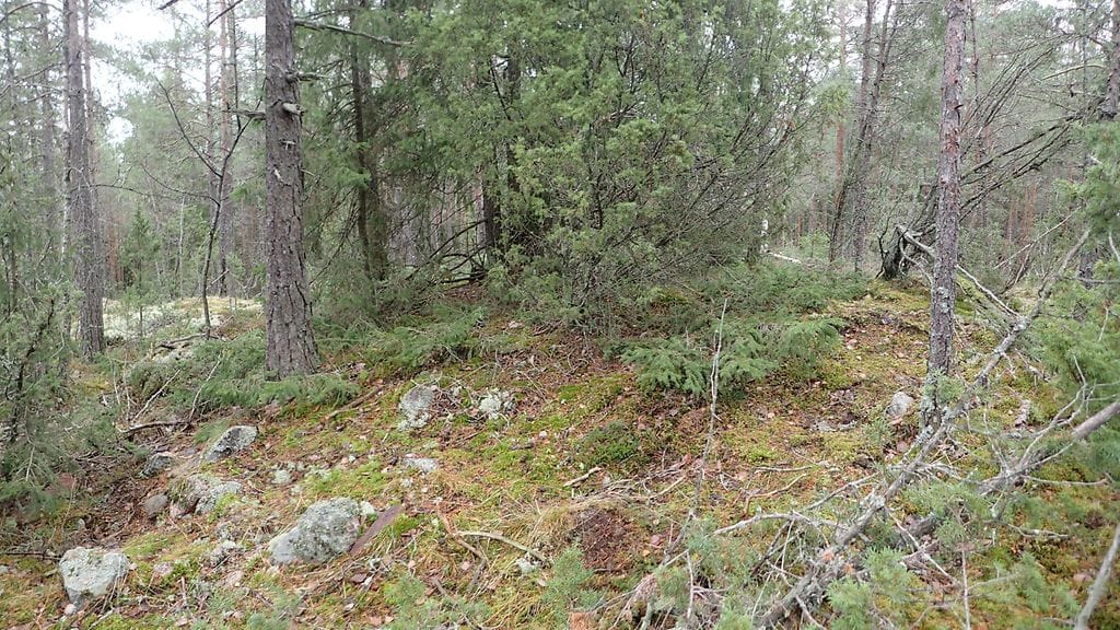 Turun Haagasta läheltä Aurajokea on löytynyt uusi, aiemmin tuntematon hautaröykkiö, eli hiidenkiuas.