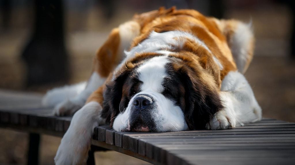 mistaja jää sanattomaksi kun kömpelö bernhardilainen hämmentyy lasiovista – runnoo mennessään aivan uuden oviaukon