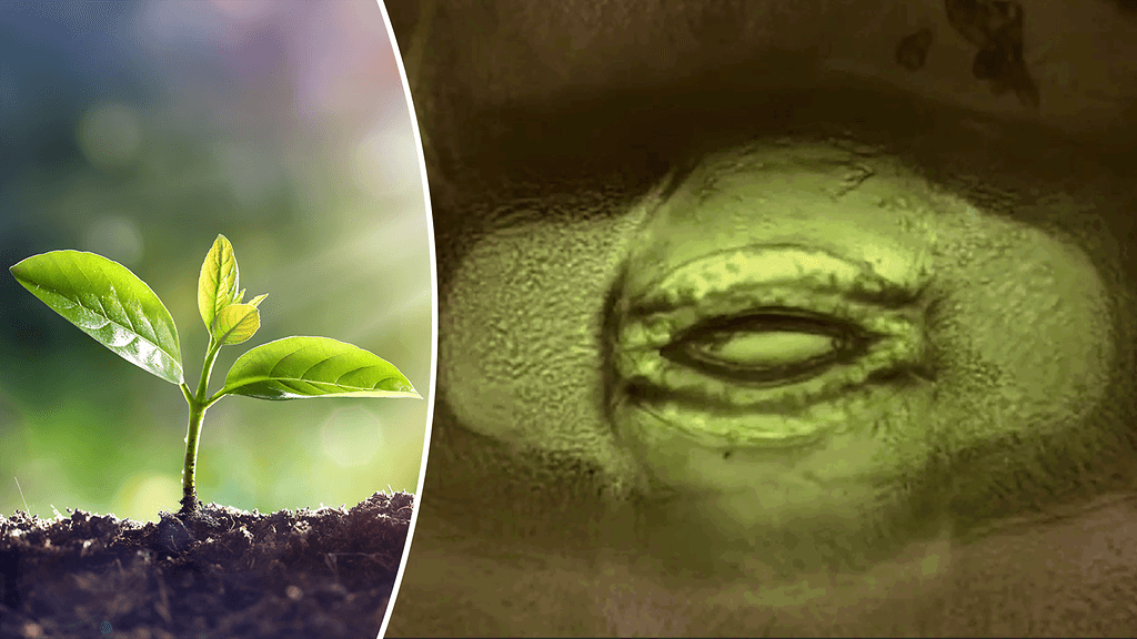 Biologit ovat saaneet uutta tietoa monimutkaisesta prosessista, jolla on suuria vaikutuksia tulevaisuudessa koko maailman ruokkimiseen.