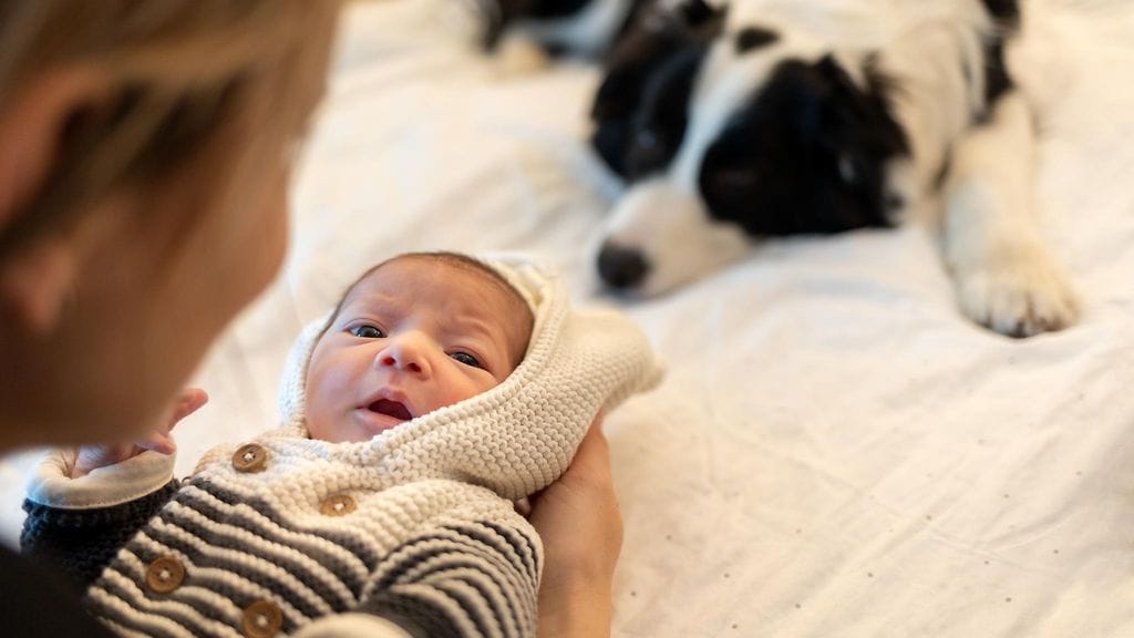 Valvontakamera tallensi koiran yöllisen rutiinin: Tarkastaa joka yö, että ihmisveljellä on kaikki hyvin