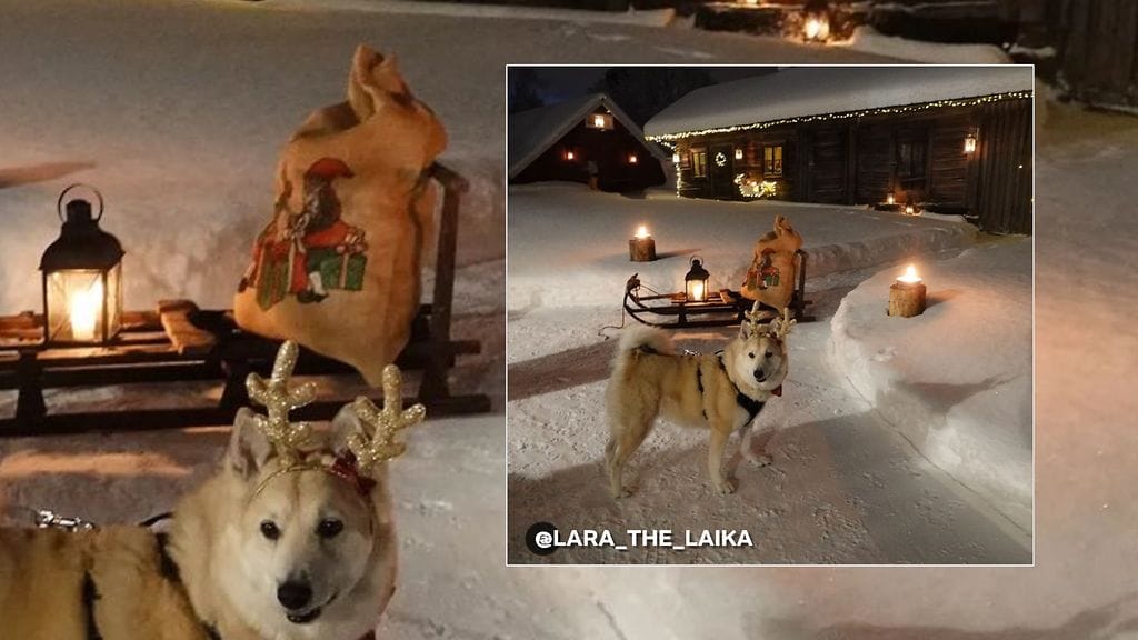 2312-UA-kuvakisa-larathelaika