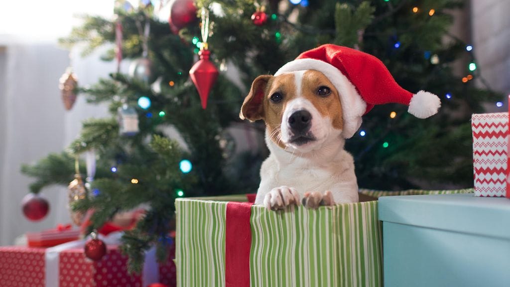 Pieni poika menee lähes shokkiin saatuaan joululahjaksi koiranpennun.