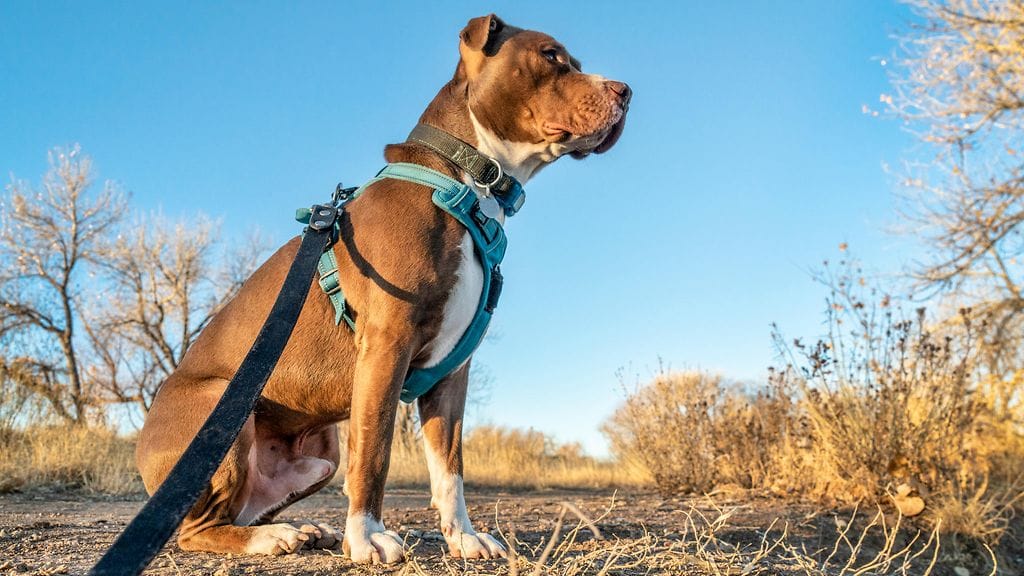 valjaat ja kaulapanta