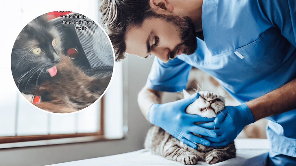 Huolestuttavasti huohottava kissa oli yksinkertaisesti päättänyt olla läähättävää sorttia.