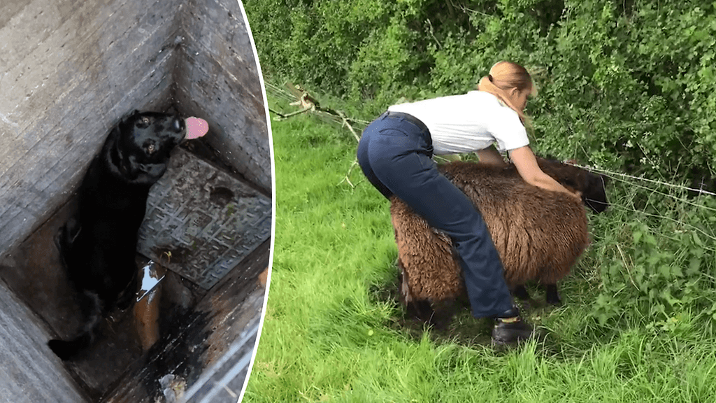 Eläinsuojelijat paljastivat vuoden 2022 oudoimmat pelastukset.