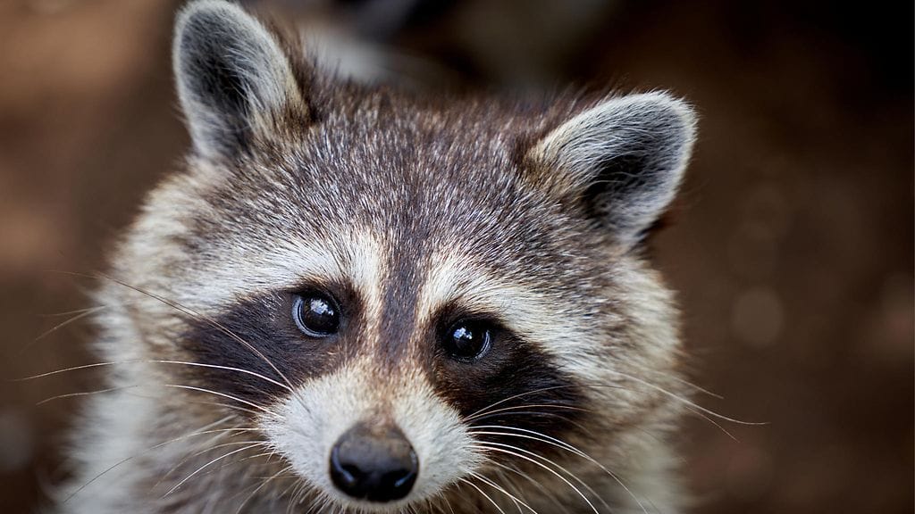 9-vuotiaan Robert-pojan mielestä pihassa pyörivästä pesukarhusta tulisi kelpo lemmikki.