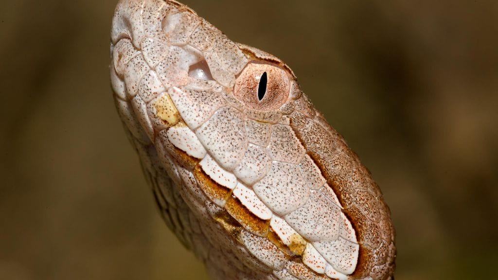 easterncopperhead