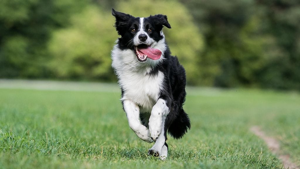 bordercollie