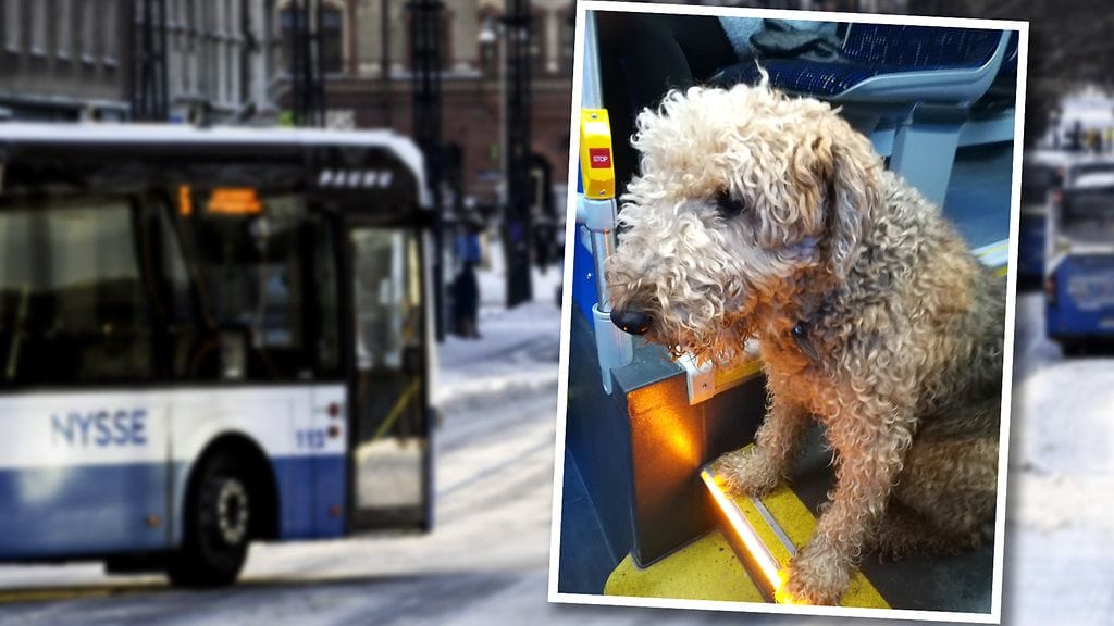 Tampereella bussilinjalla 29 ajeli tänään hieman tavallisesta poikkeava matkustaja, kun linja-auton kuljettaja nappasi liikenteen seasta kyytiin tämän koirakarkulaisen.