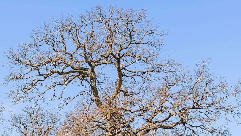 Usein kuulee palokunnan joutuvan pelastamaan kissaa puusta, mutta idaholaiset palomiehet pelastivat puun latvasta koiran. Kuvituskuva.