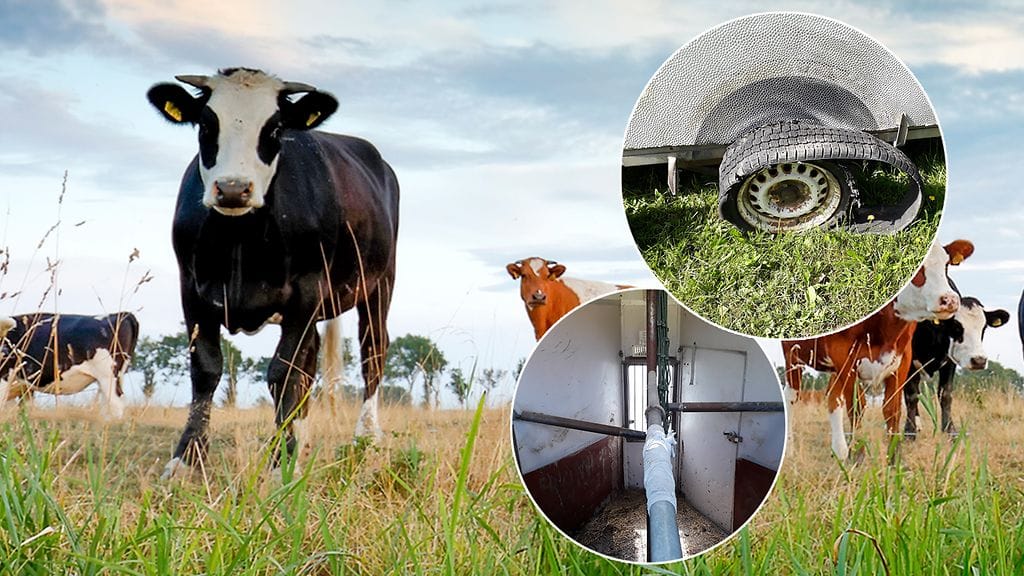 Kuvituskuvaa naudasta sekä poliisin kuvia mainitusta kärrystä.