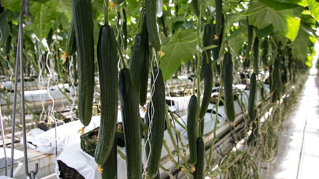 Kurkkua kasvihuoneessa
