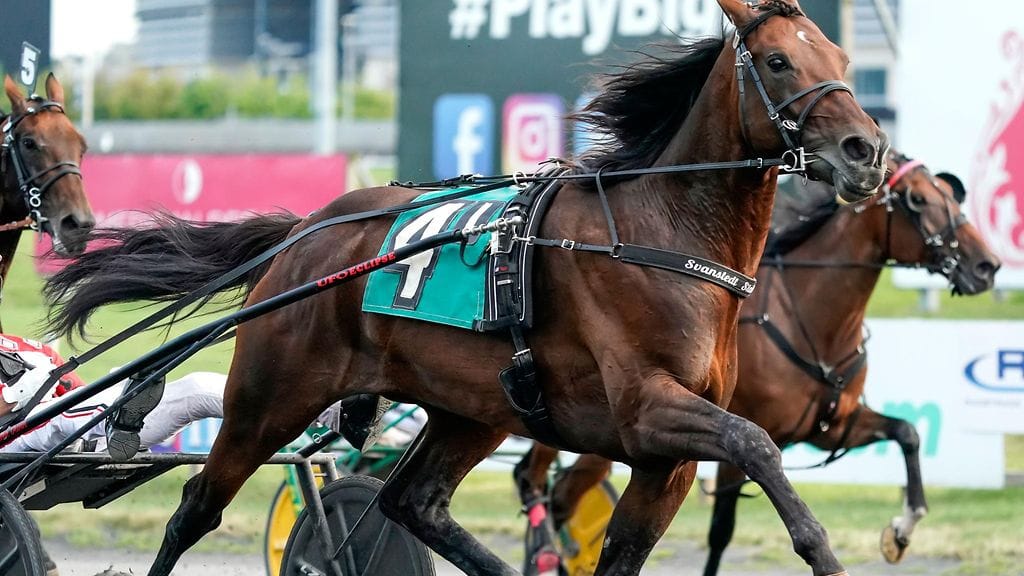 Hevonen menehtyi Teivon raveissa. (Kuvituskuva)