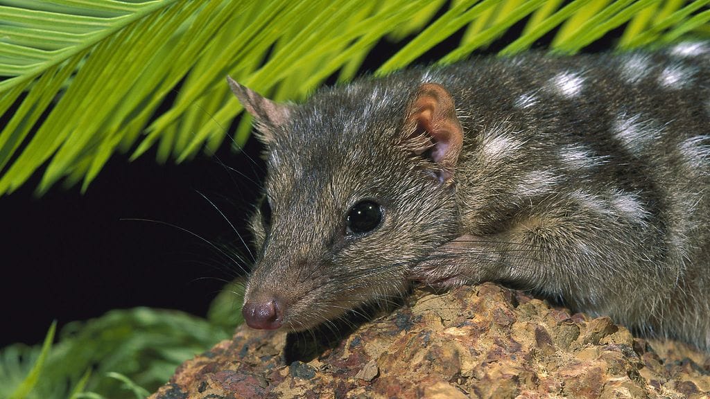 Siirohäntäkvolli, tunnettu myös nimellä Australian pirunkissa, on uhanalainen pussinäätä.