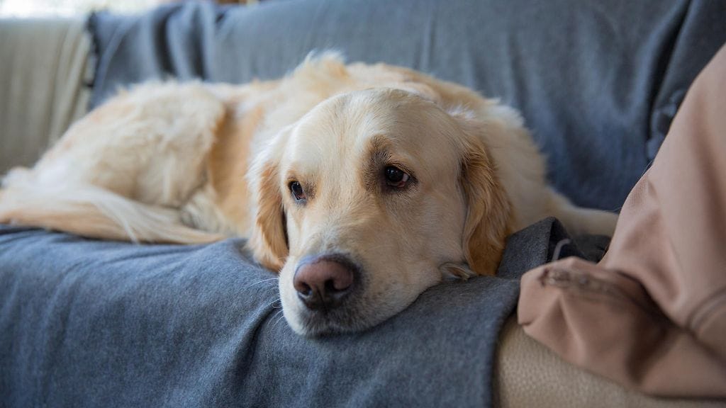 Kultaisennoutajan sohvaliuku naurattaa somessa. Kuvituskuva.