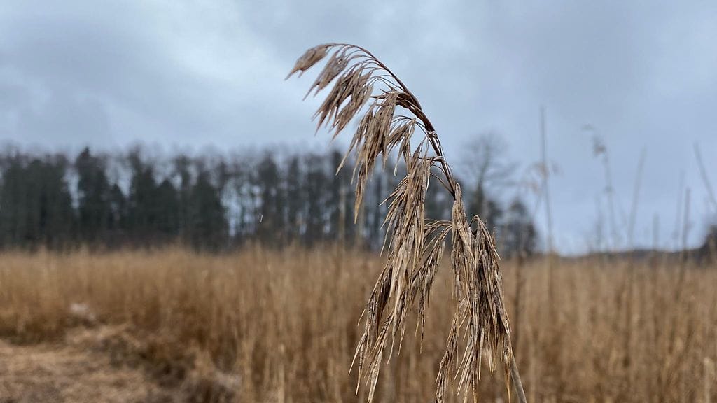 järviruoko, ruovikko