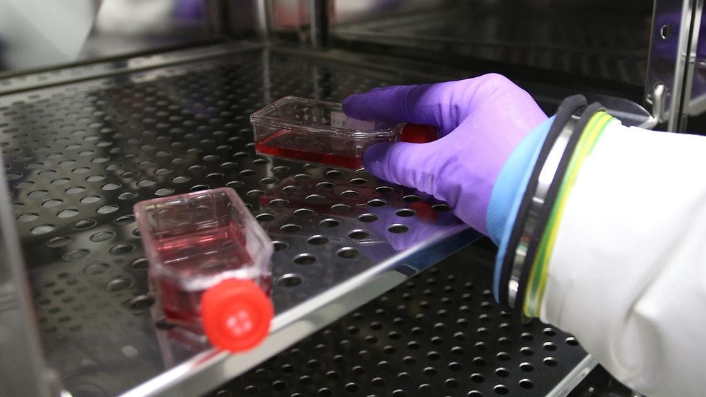 Marburgin tautiin ei toistaiseksi ole olemassa yleisesti hyväksyttyä rokotetta tai parannuskeinoa. Kuvituskuva.
KUVA: CHRISTIAN CHARISIUS/AOP