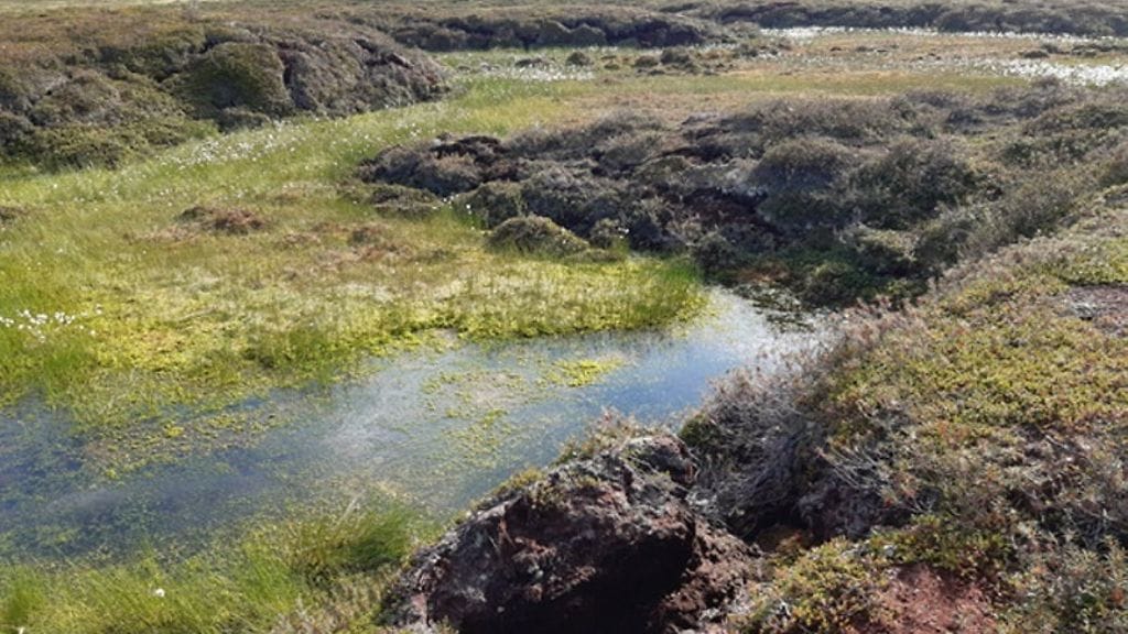 Palsat ovat ikiroudassa olevia turvekumpuja, joilla on jäinen sydän.