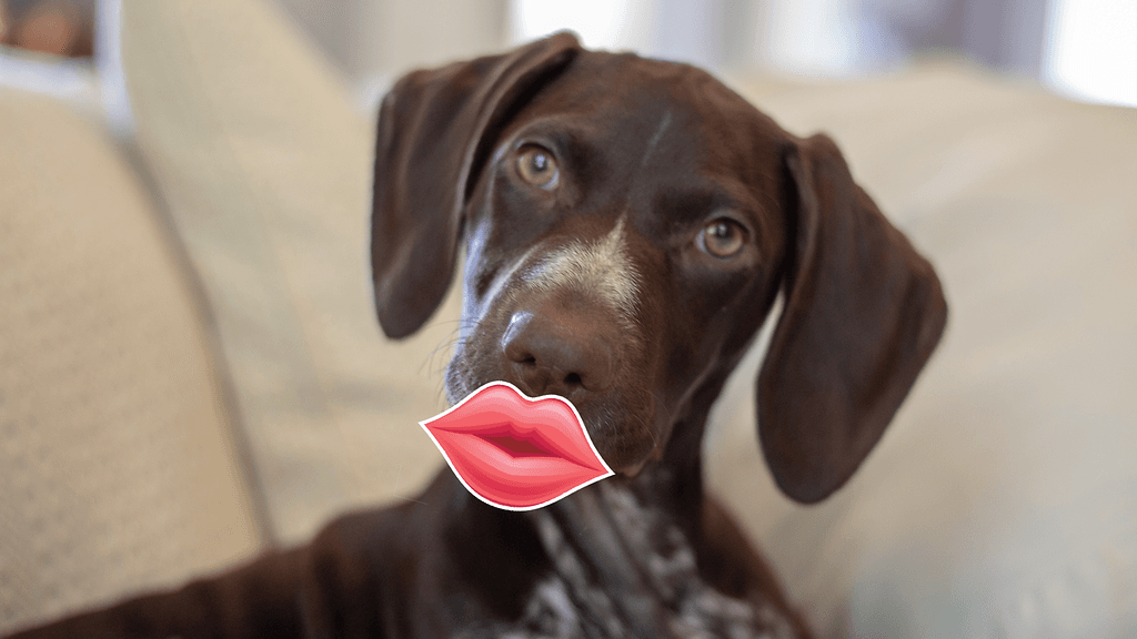 Tämän koiran pusuhuulet kilpailevat näyttävyydessään Kylie Jennerin huulien kanssa.