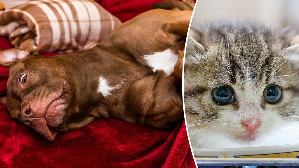 Pikkukissa erehtyi luulemaan pitbullia emokseen. Kuvituskuva.