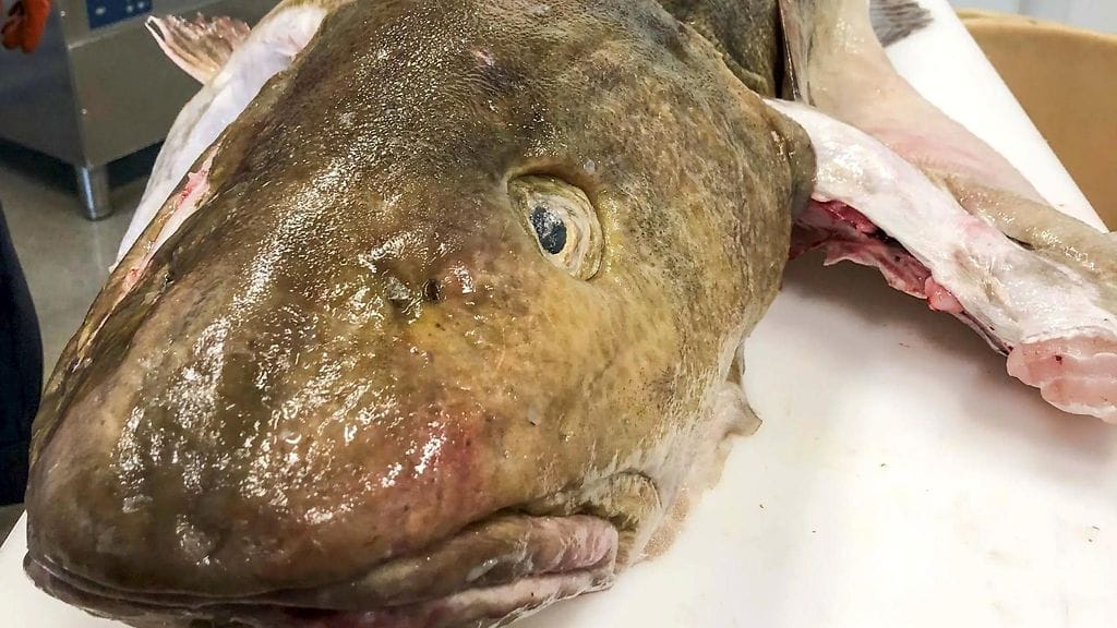 Viime toukokuussa verkolla pyydystetty lähes 30-kiloinen ja yli 140 senttinen turska rikkoi Suomen ennätyksen.