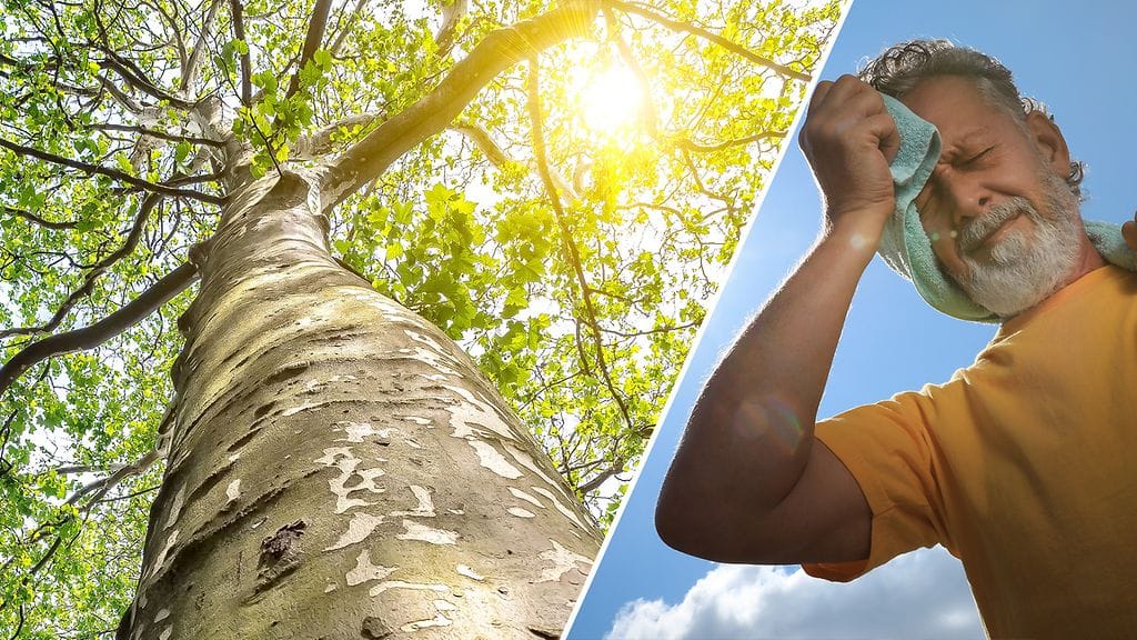 Tuoreen mallinnustutkimuksen perusteella hellekuolemia voitaisiin estää, jos kaupunkeihin istutettaisiin lisää puita. Kuvituskuva.