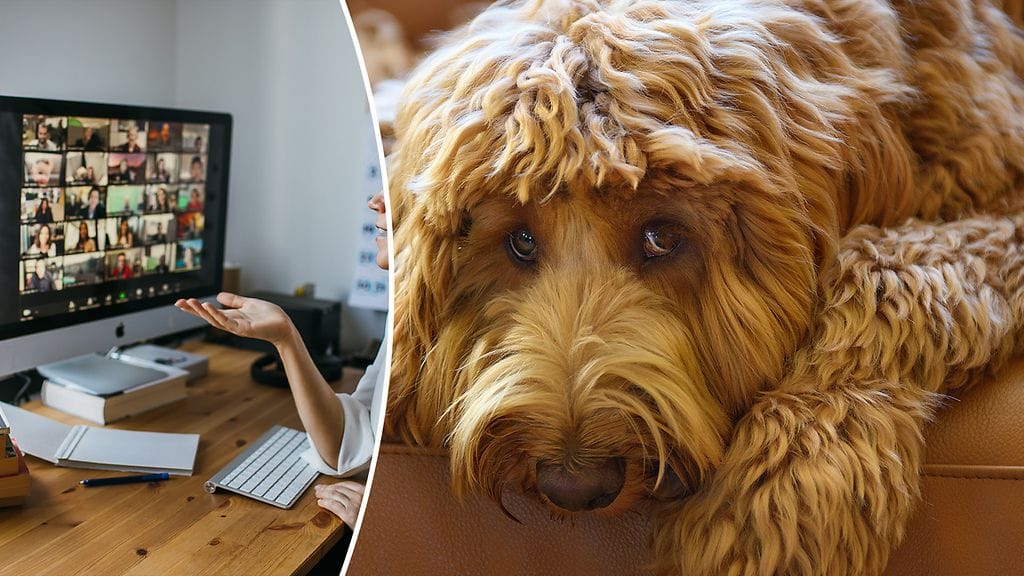 Koiran oksentelu keskeytti tärkeän videopuhelun. Kuvituskuva.