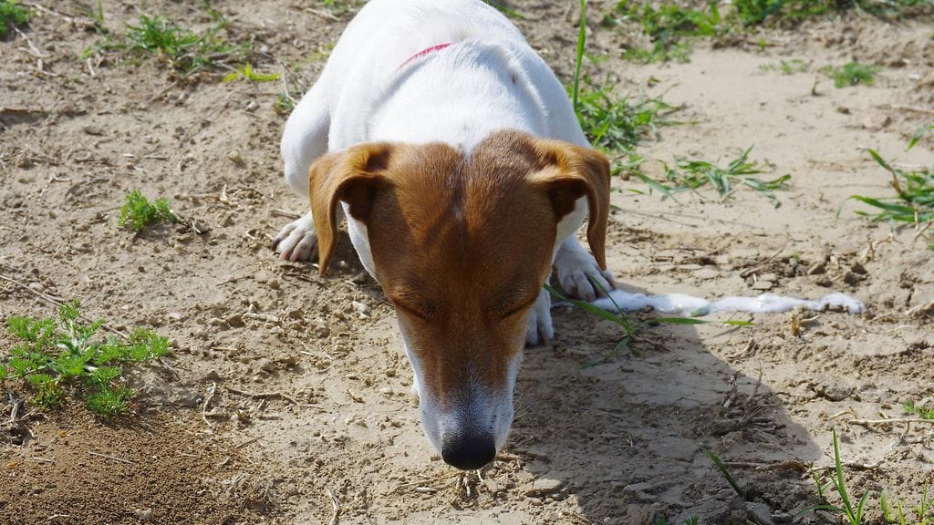 vatsavaivainen koira