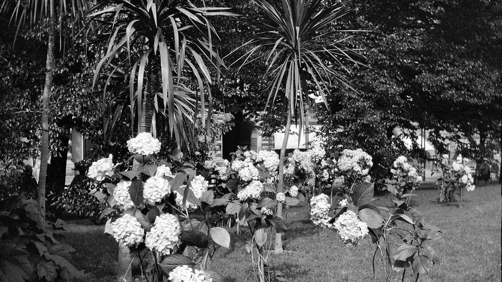 Runebergin Esplanaadi, Helsingissä palmuja 1910-luvulla.