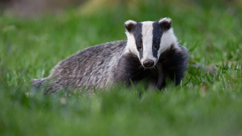 Arkistokuva. Suomen riistakeskuksen mukaan mäyriä esiintyy Suomessa Oulun korkeudelle asti.