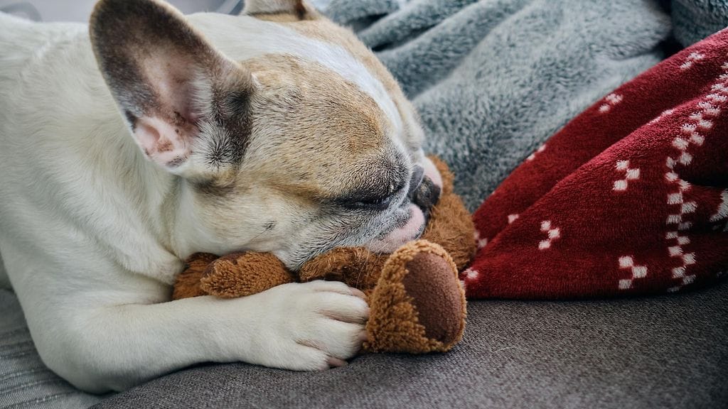 Ranskanbulldoggin kommellus naurattaa somessa. Kuvituskuva.