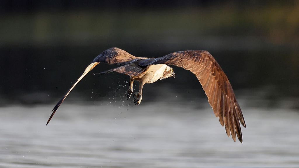 AOP Kalasääski eli sääksi