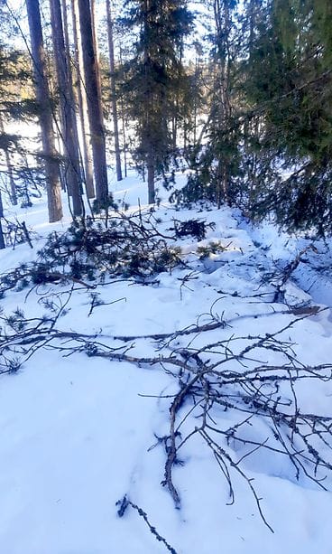 3_oulanka-kp_mannyn-latvus