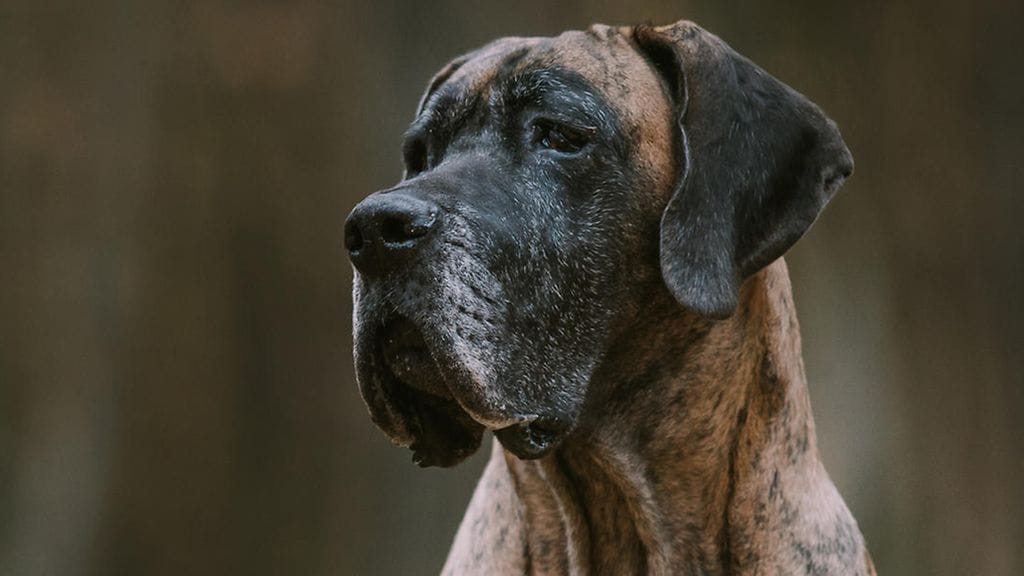 Tanskandoggi synnytti 21 pentua 27 tunnin aikana Yhdysvaltojen Virginiasssa. Kuvituskuva.