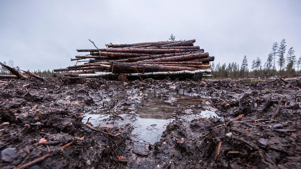 Pellervon taloustutkimuksen mukaan metsäteollisuuden tuotanto kasvaa ja puunkäyttö lisääntyy. Kehitys näkyy hakkuiden lisääntymisenä. Kuvassa Tukkiläjä sateisessa metsässä.