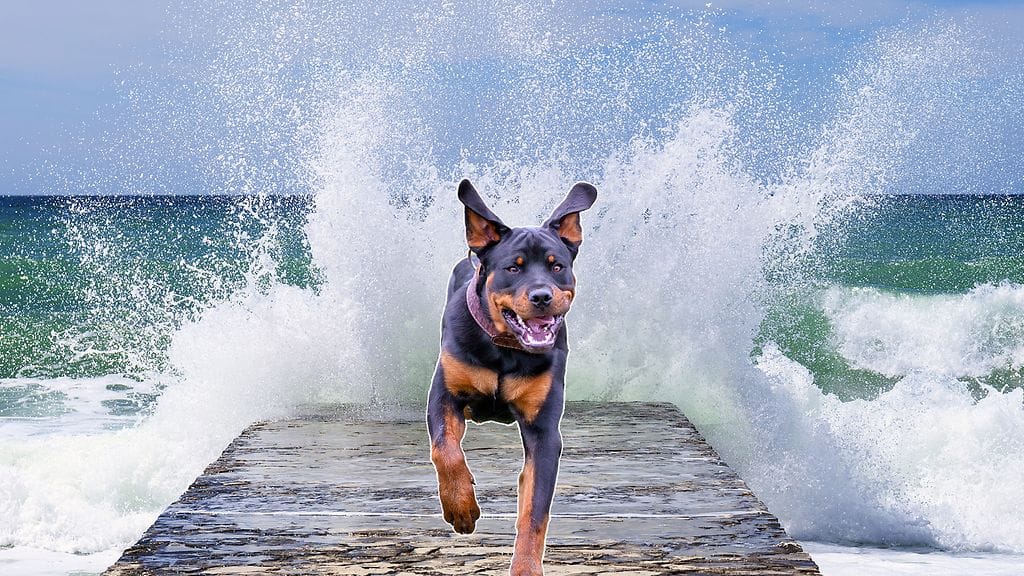 Rottweilerille tuli kiire, kun se havaitsi aallon olevan arvioitua suurempi. Kuvituskuva.