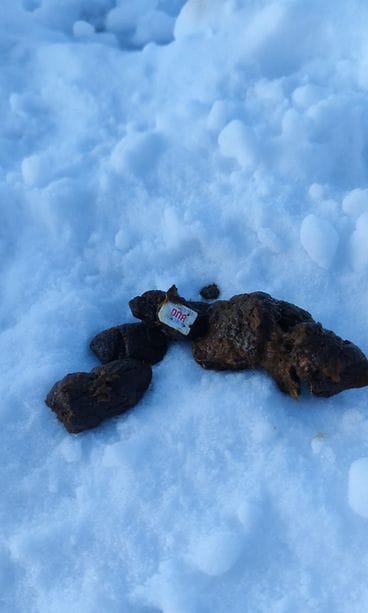 Jani Riekki koirankakka