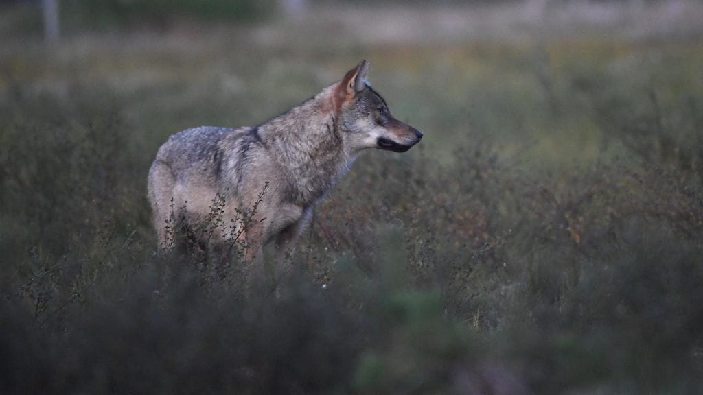 Poliisin mukaan luvattomasti tapettuja suurpetoja on kokonaisuudessa tällä hetkellä yli kymmenen ja kaadettujen eläinten joukossa on ollut Luonnonvarakeskuksen seurannassa ollut Unna-niminen naarassusi. Kuvituskuva.