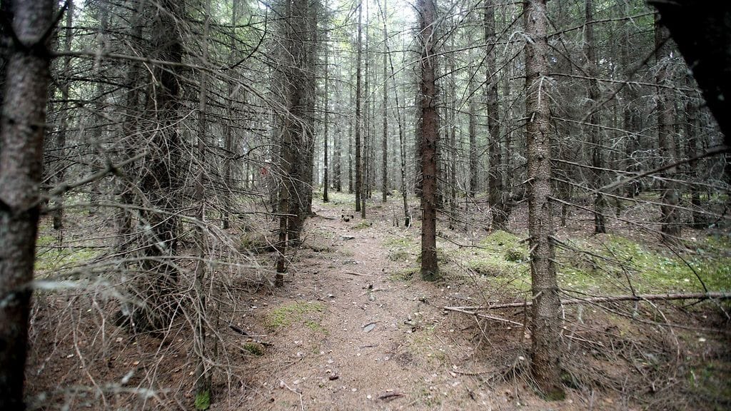 LK kuusimetsä, metsäpolku