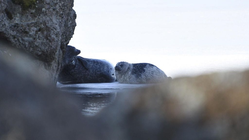 Kalastusrajoituksilla pyritään turvaamaan erityisesti kuuttien elossa säilyminen.